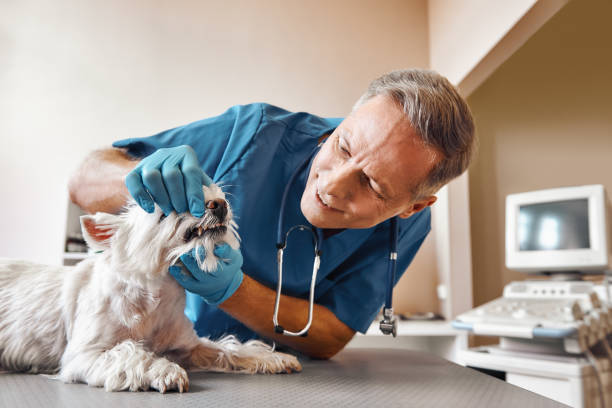 Best Emergency Dental Extractions in Bloomfield, NY